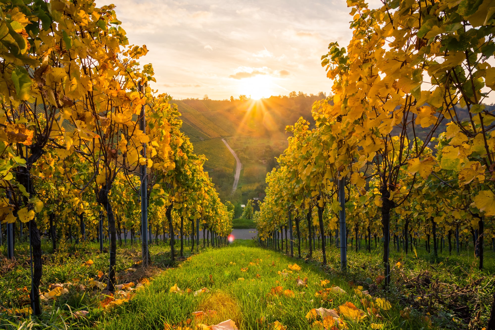 Fallback background image